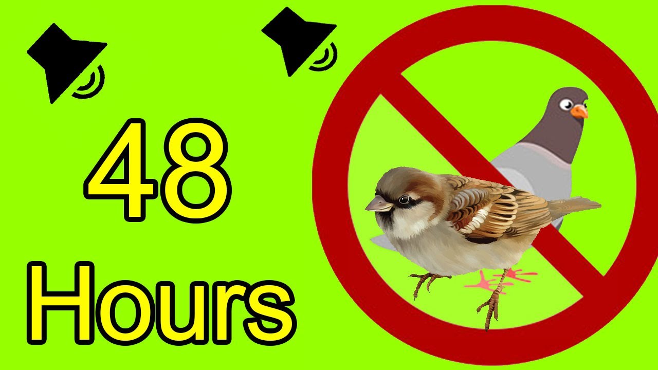 Tải tiếng âm thanh đuổi chim bồ câu MP3 miễn phí