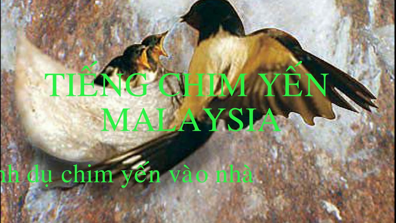 tiếng chim yến malaysia