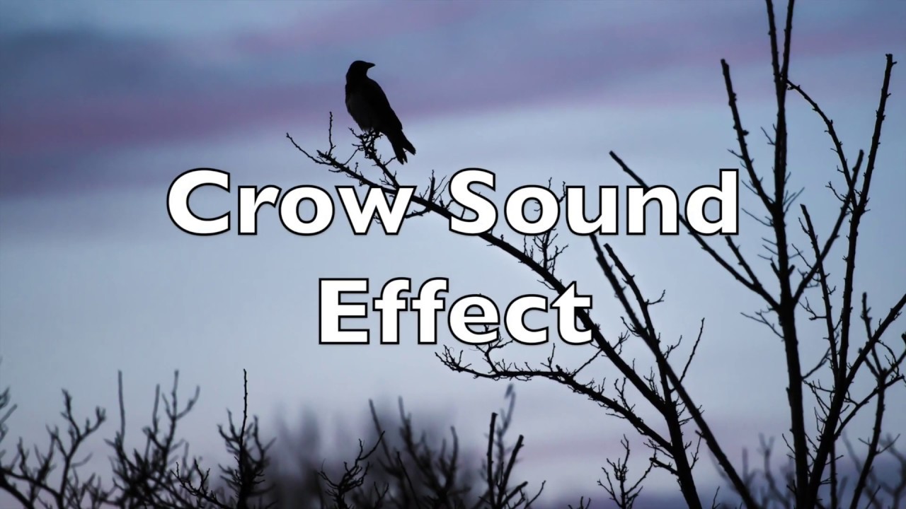 Tải tiếng quạ kêu sound effect MP3 miễn phí