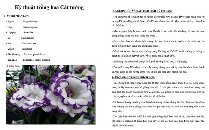 Tài liệu trồng hoa cát tường PDF